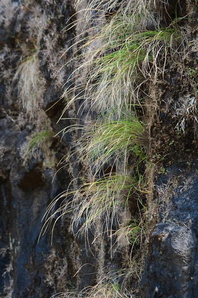 Tripogon lisboae, photographed by S.MORE