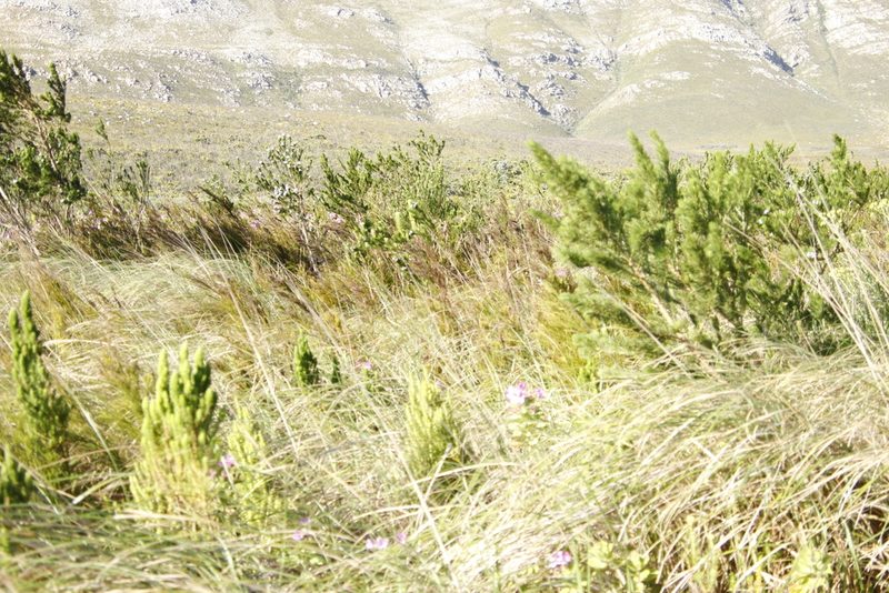 Psoralea ivumba, photographed by Tony Rebelo