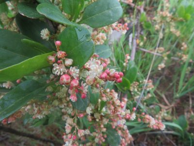 Muehlenbeckia hastulata, photographed by Bruno Avilez