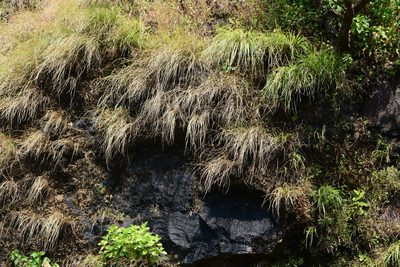 Tripogon lisboae, photographed by S.MORE