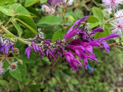 Salvia purpurea, photographed by JCorven