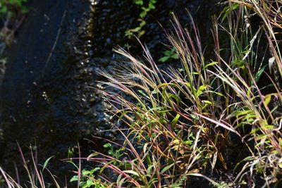 Ischaemum kingii, photographed by S.MORE