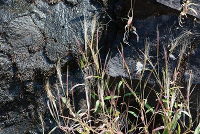 Ischaemum kingii, photographed by S.MORE