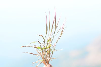 Ischaemum kingii, photographed by S.MORE