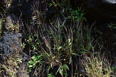 Ischaemum kingii, photographed by S.MORE
