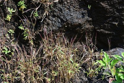 Ischaemum kingii, photographed by S.MORE