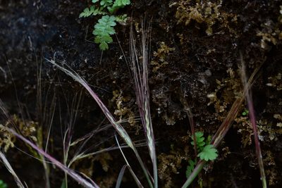 Ischaemum kingii, photographed by S.MORE
