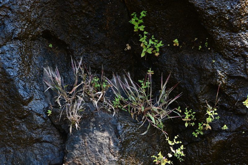Ischaemum kingii, photographed by S.MORE