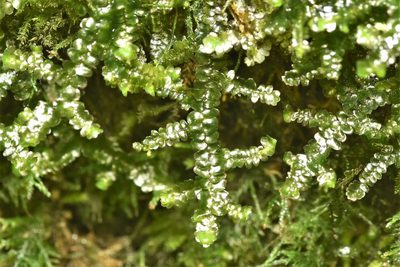 Porella roellii, photographed by Braden J. Judson
