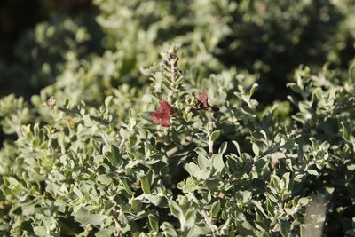 Salvia aurea, photographed by Tony Rebelo