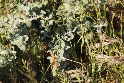 Salvia aurea, photographed by Tony Rebelo
