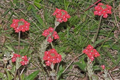 Verbena tweedieana, photographed by Hugo Hulsberg