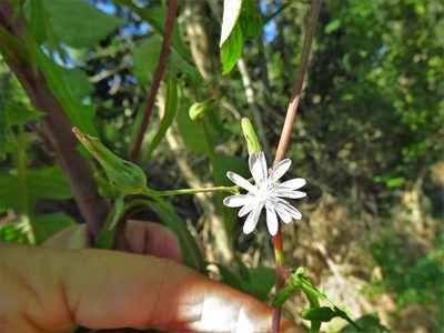 Lactuca floridana