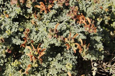 Salvia aurea, photographed by Tony Rebelo