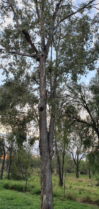 Eucalyptus populnea, photographed by Bethlea Bell