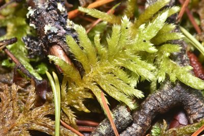 Homalothecium megaptilum, photographed by Braden J. Judson