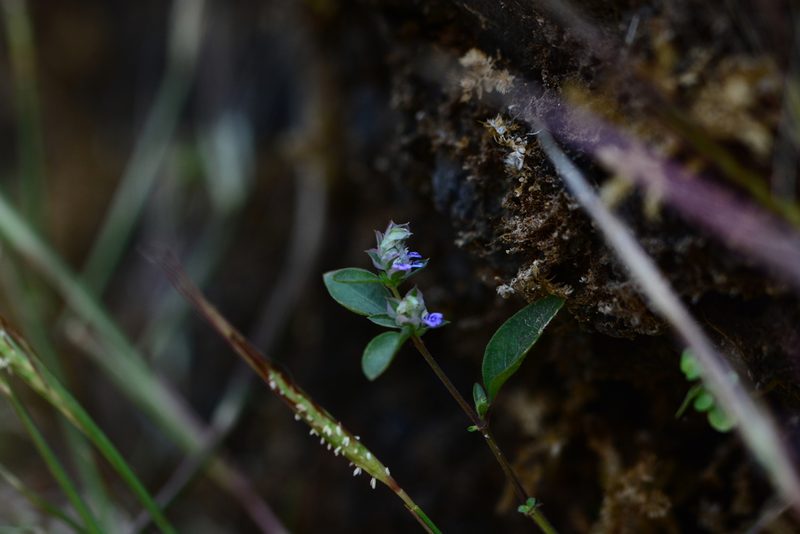 Rungia pectinata, photographed by S.MORE