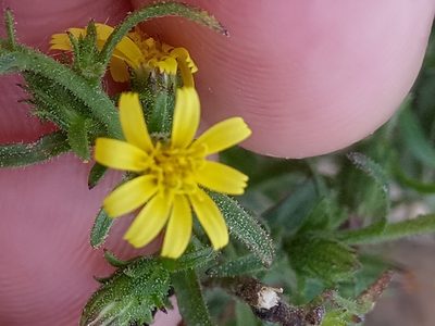 Dittrichia graveolens, photographed by Karim Haddad