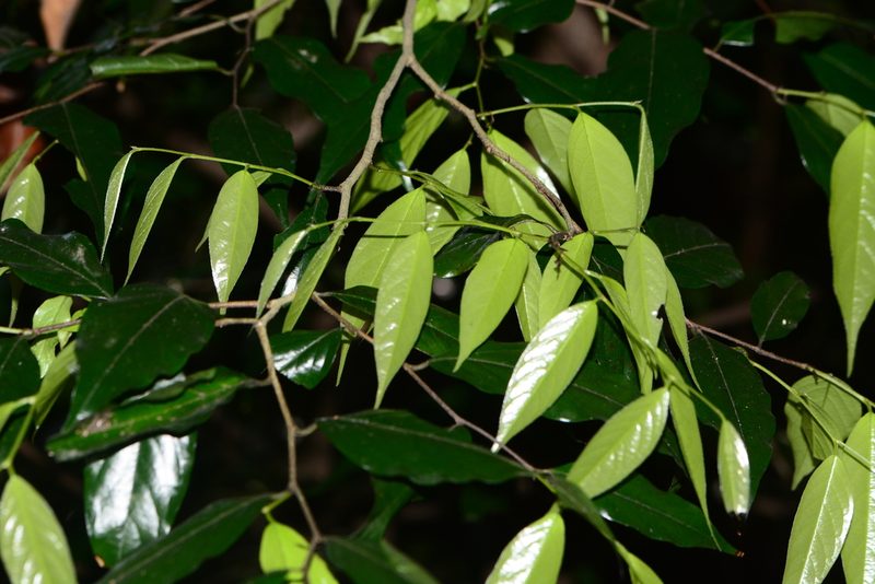 Meiogyne pannosa, photographed by S.MORE