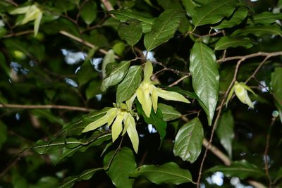 Meiogyne pannosa, photographed by S.MORE
