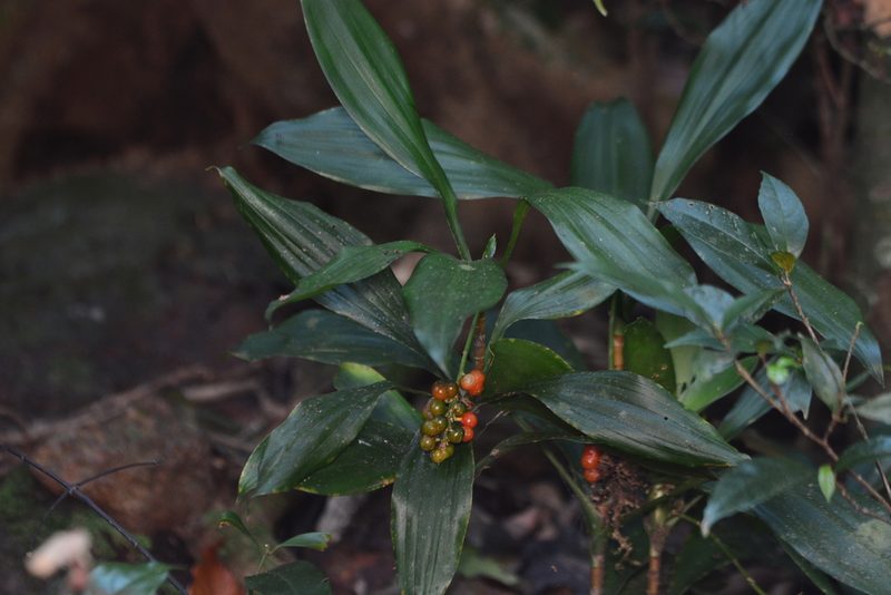 Dracaena terniflora, photographed by S.MORE
