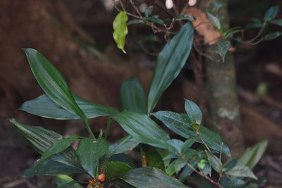 Dracaena terniflora, photographed by S.MORE