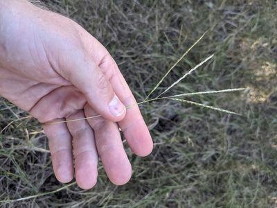 Bothriochloa ischaemum, photographed by Cleveland Powell