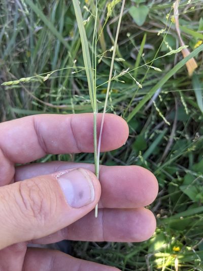 Panicum diffusum, photographed by Cleveland Powell