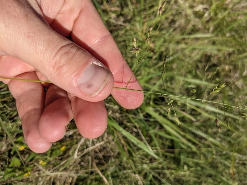 Panicum diffusum, photographed by Cleveland Powell
