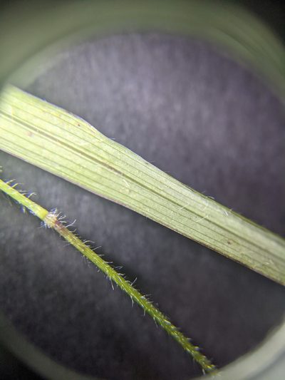 Panicum diffusum, photographed by Cleveland Powell
