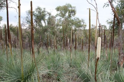Xanthorrhoea semiplana, photographed by Paul Asman