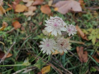 Astrantia major, photographed by Daniel Linzbauer