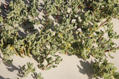 Tetragonia fruticosa, photographed by Tony Rebelo