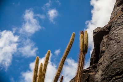 Cereus insularis, photographed by João D'Andretta