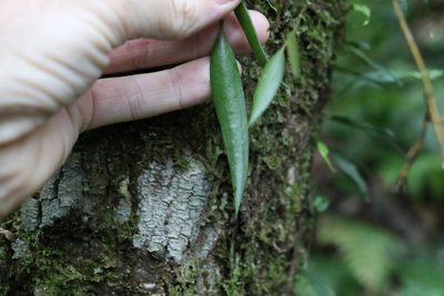 Dendrobium pugioniforme, photographed by Greg Tasney