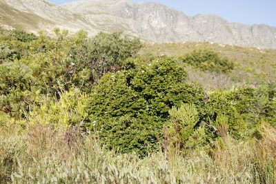 Carissa macrocarpa, photographed by Tony Rebelo