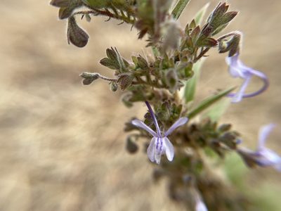Trichostema lanceolatum, photographed by Daniel Das