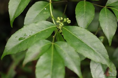Polyscias sambucifolia, photographed by Greg Tasney