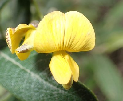 Rhynchosia caribaea, photographed by Nicola van Berkel