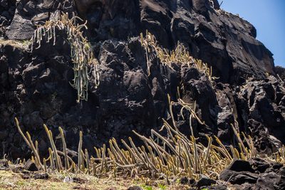Cereus insularis, photographed by João D'Andretta