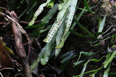 Dictymia brownii, photographed by Greg Tasney