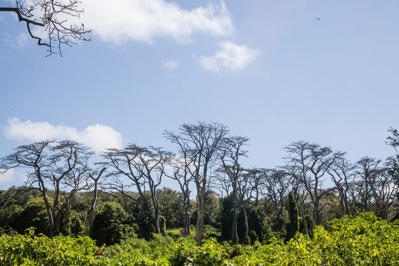 Erythrina velutina, photographed by João D'Andretta