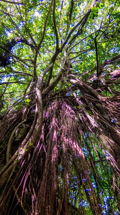 Ficus cyclophylla, photographed by João D'Andretta