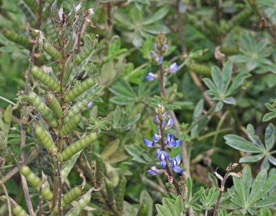 Lupinus heptaphyllus, photographed by Hugo Hulsberg
