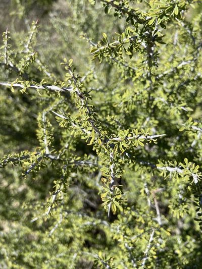 Condalia spathulata, photographed by Craig Hensley