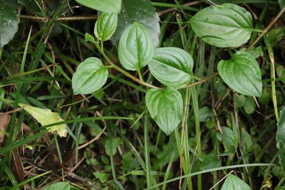 Hackelia latifolia, photographed by Greg Tasney