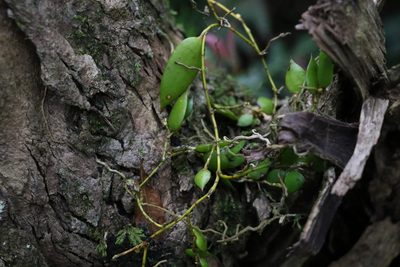 Dendrobium pugioniforme, photographed by Greg Tasney
