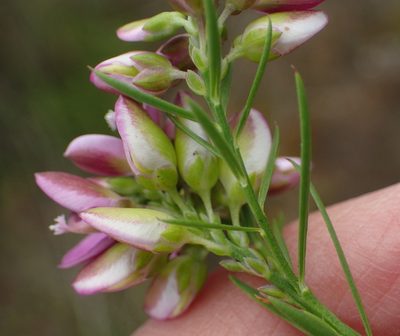 Polygala ericifolia, photographed by Nicola van Berkel