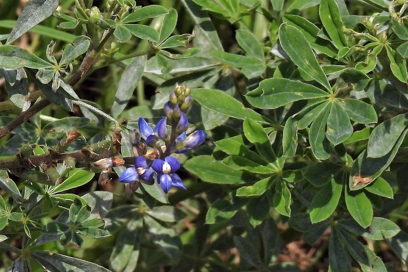 Lupinus heptaphyllus, photographed by Hugo Hulsberg