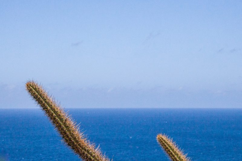 Cereus insularis, photographed by João D'Andretta